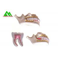China PVC Plastic Soft Gum Teeth Model , Dental Models For Teaching CE ISO for sale