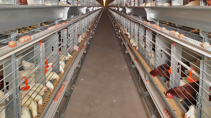 10000 Chickens Prefabricated Steel Tolerance ±1% for Chicken and Duck Farm Structures