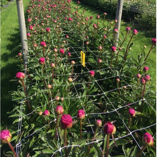 Pp Cast Mesh Size 10cm 15cm 17cm Plant Support Net