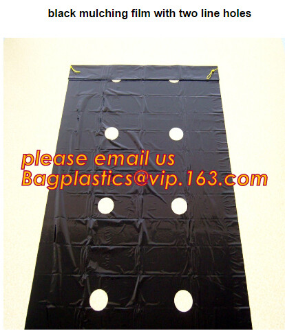 HOTICULTURAL MULCH FILM,AGRICULTURAL PE FILM,MARKET GARDENERS CLOCHE FILM,PE FILM FOR CORN,PLASTIC FILM COVER,TOMATO COV