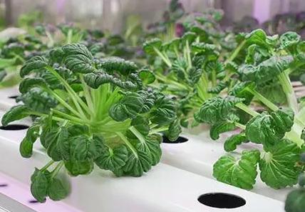 Reefer Container Greenhouse Leafy Vegetables
