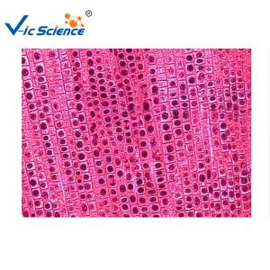 China Commercial Plant Microscope Slides 5pcs Five Onion Root Tip Mitosis Set wholesale
