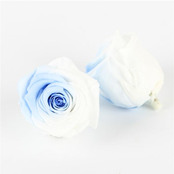 5-6cm Eternal Everlasting Preserved Rose Heads A Grade