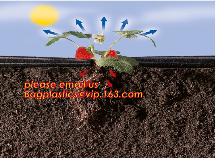 HOTICULTURAL MULCH FILM,AGRICULTURAL PE FILM,MARKET GARDENERS CLOCHE FILM,PE FILM FOR CORN,PLASTIC FILM COVER,TOMATO COV