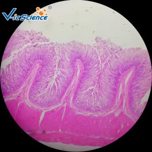 China 100 pcs Biological Histology Lab Slides Prepared Microscope Slides Bacteria wholesale