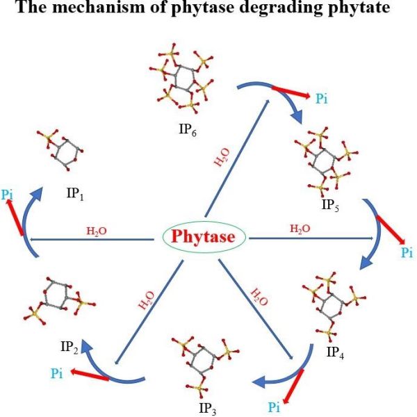 Phytase 5000u/G 10000ftu Powder