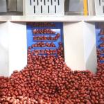 High Speed Dates Sorting Machine Optical 6.3KW 380V 6 Lanes