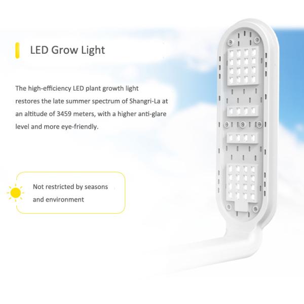 Indoor Garden LED Cabbage PP Hydroponic Grow Kit