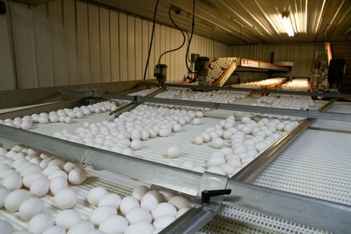 Pallet Chain Slat Conveyor/Scraper Chain Conveyor/Modular Plastic Conveyor Belt