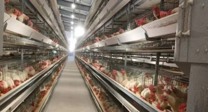 Natural Lighting Deformation Resistance Prefabricated Steel Structure Chicken House
