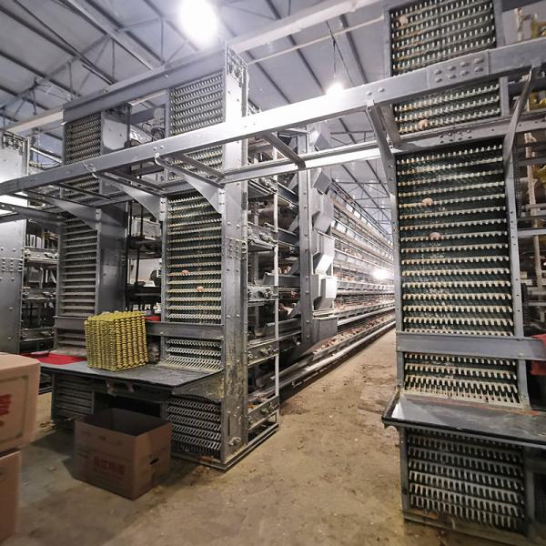 Quality SONCAP 3kw Farm Poultry Egg Collection System Conveyor Type 10cm Width for sale