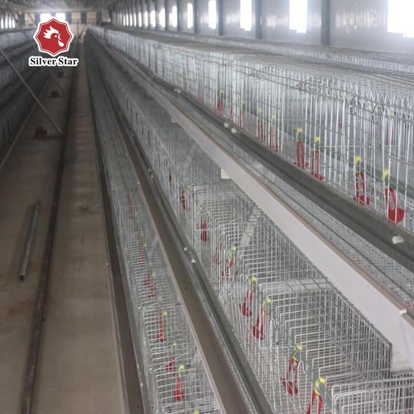 Quality Baby Chick Cage With Full Automatic System For Farm for sale