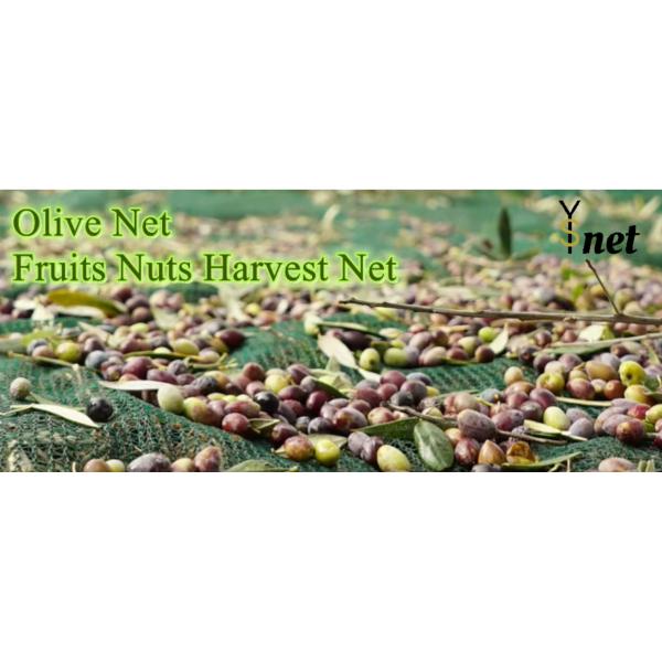 Customized Olive Harvest Net 5x10m 6x12m Fruit Tree Harvest Net Green