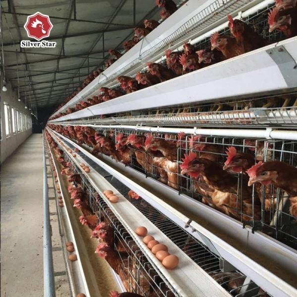 Quality Automated Poultry Farm Layer Chicken Cage Equipment A Type With Feeding System for sale