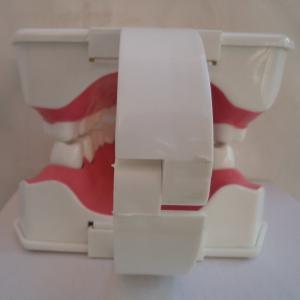 China OEM 2 Times Dental Materials Plastic Human Anatomy Model wholesale