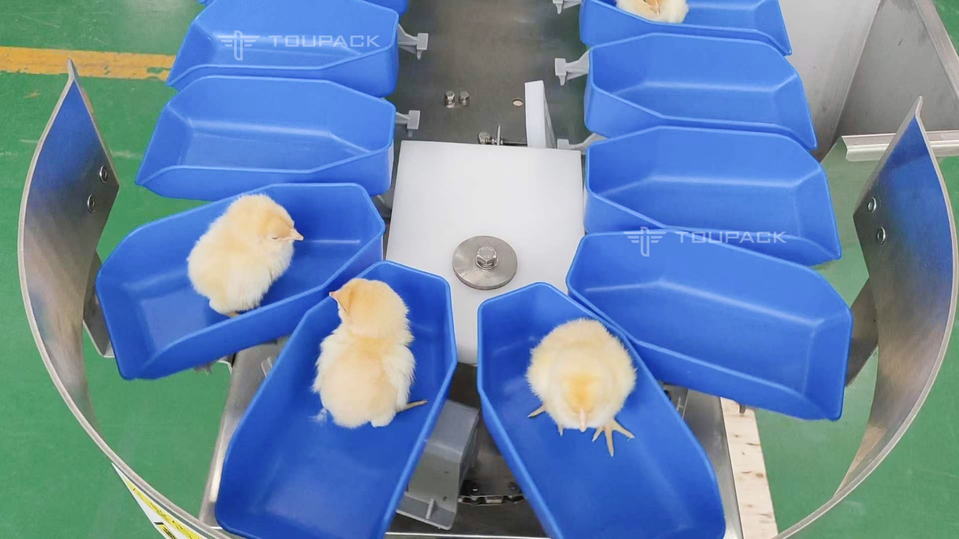Fish Shrimp Trepang Weight Sorting Machine Automatic Conveyor Belt Grader Sorter Machine