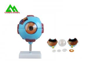 China Medical 3D Anatomical Eye Model , Human Eyeball Anatomy Model wholesale