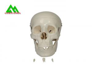 Plastic Medical Teaching Models Anatomical Human Skull For Studying Anatomy