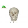 Plastic Medical Teaching Models Anatomical Human Skull For Studying Anatomy for sale