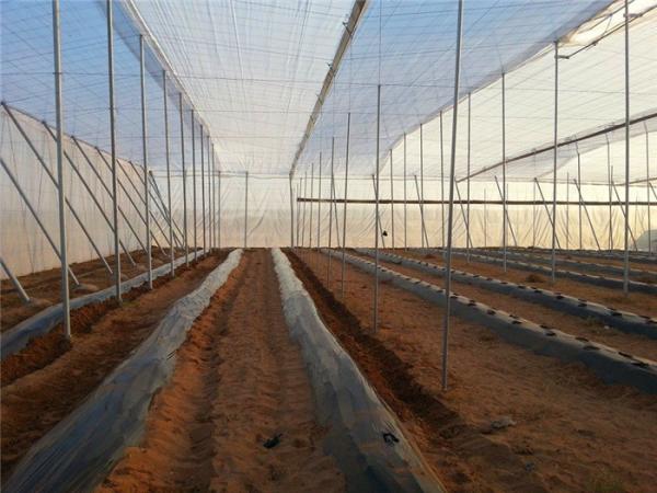 Quality 25 * 50 Mesh Insect Protection Netting High Tensile Strength For Pest Control for sale