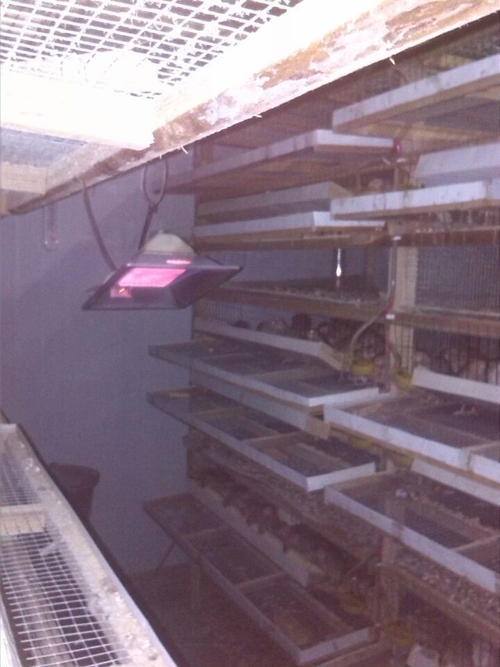 CE Infrared Gas Chicken Brooder Heater Catalytic Poultry House Heating System