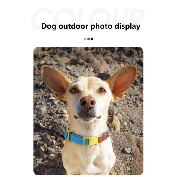Anti Breakaway Dog Training Collars Safe Small Medium Sized Pet Collar