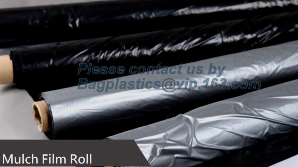 HOTICULTURAL MULCH FILM,AGRICULTURAL PE FILM,MARKET GARDENERS CLOCHE FILM,PE FILM FOR CORN,PLASTIC FILM COVER,TOMATO COV