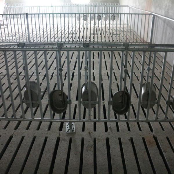 Automatic Disc Chain / Auger Feed Conveying System Pig Farming Equipment