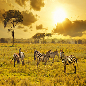 Infrared Mini Trail Camera Outdoor Hunting 4K HD 20MP 1080p