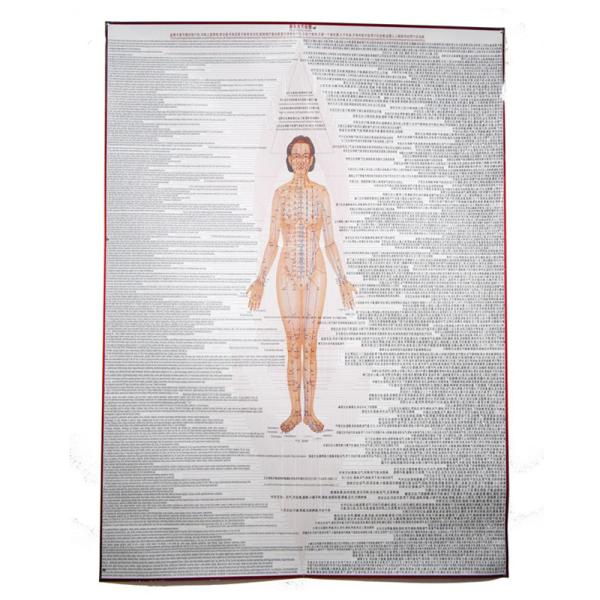 1.2*1.6m Acupuncture Culture 3pcs Per Set For Teaching Acupuncture Points