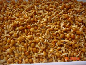 IQF New Crop  Frozen Fruits And Vegetables Forest Nameko Mushroom Whole Part ABC