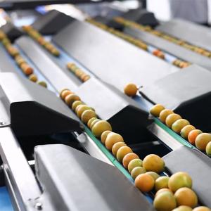 China Automatic Stainless Steel Kumquat Sorting Machine 360 Degree Rotational Scanning wholesale