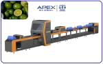 380V / 50Hz Automatic Lemon Sorting Machine With PLC Control System