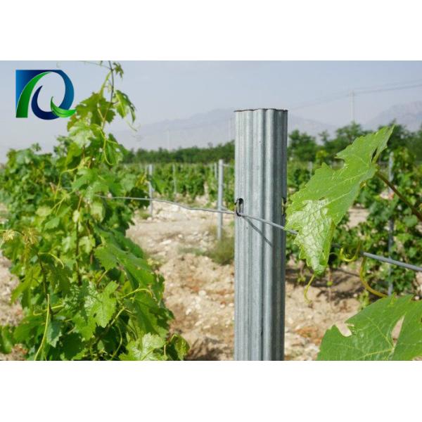 2.4M Height Steel Grape Vine Posts 275G/M2 Galvanized Easy Installation