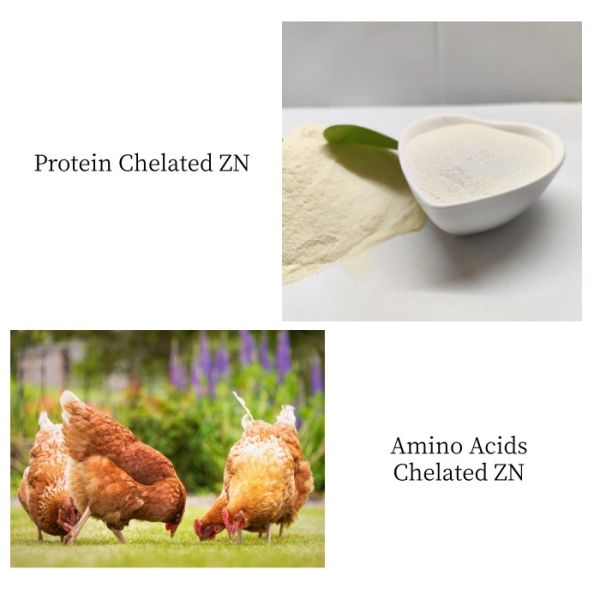 Animal Feed Additives High Proteinate Chelated Zinc Zn Promote the Development of Immune Organs
