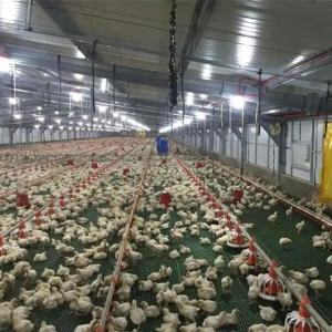 Hot Dip Galvanized Automatic Poultry Animal Husbandry Equipment For Farming Chicken