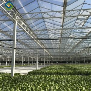 China Galvanized Frame Multi Span Greenhouse With Hydroponic Growing Systems wholesale