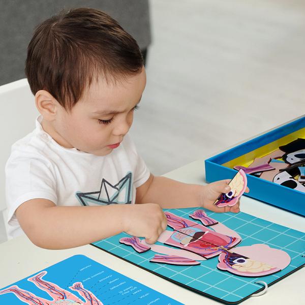 Quality Human Body Model Realistic Human Anatomy Display Toys 48 Pieces Grades 3+ Ages 8+ for sale