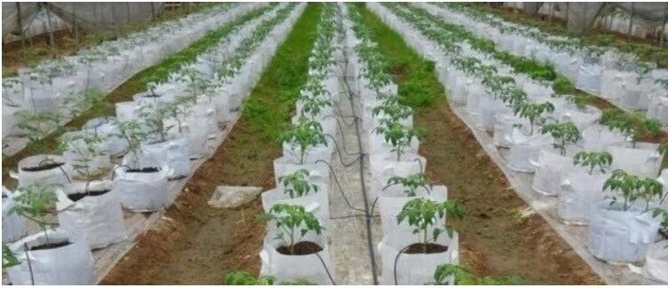 HOTICULTURAL MULCH FILM,AGRICULTURAL PE FILM,MARKET GARDENERS CLOCHE FILM,PE FILM FOR CORN,PLASTIC FILM COVER,TOMATO COV