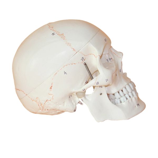 PVC Simulation Human Skull Model Detachable Skull Anatomy With Bone Sutures