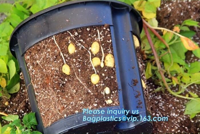 HOTICULTURAL MULCH FILM,AGRICULTURAL PE FILM,MARKET GARDENERS CLOCHE FILM,PE FILM FOR CORN,PLASTIC FILM COVER,TOMATO COV