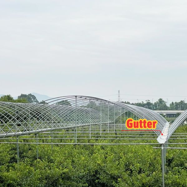 Single Layer Rain Shelter Greenhouse with Small Spire Top or Round Top for Grape and Cherry Cultivation