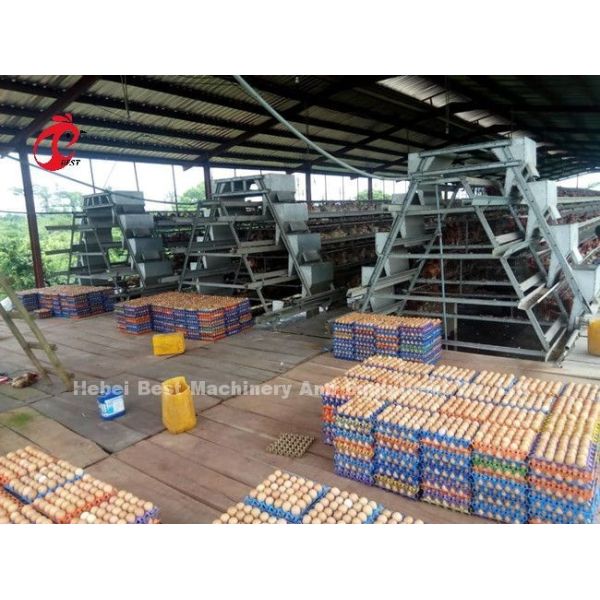 Ladder Type Chicken 2.4mm Automatic Battery Cage System In Poultry Emily