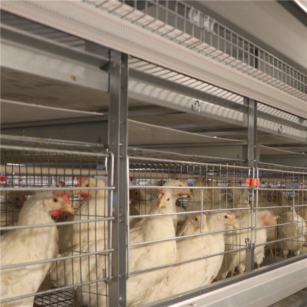 Customization H type Galvanized Layer Cages Q235 steel wire