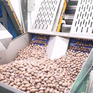 China 380V 7kW 8 Channels CE Endorsed Pecan Sorting Machine 1-2 Tons Output wholesale
