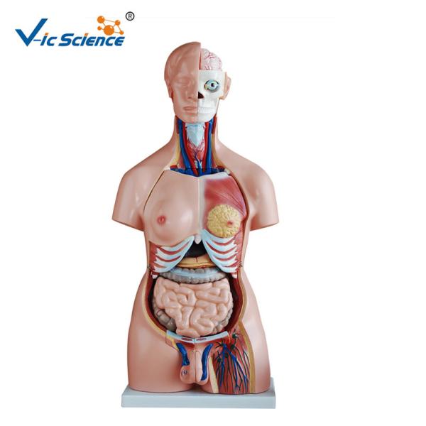 Quality Educational Medical ScienceHuman Torso Model 85cm Unisex Torso 40 Parts for sale