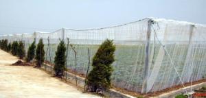 China Hdpe Insect Proof Net / Greenhouse Plastic Anti Insect Netting wholesale