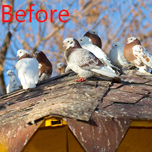 Bird Spikes for Pigeons Small Birds,Stainless Steel Bird Spikes -No More Bird Nests & Poop-Disassembled Spikes 10 Strips