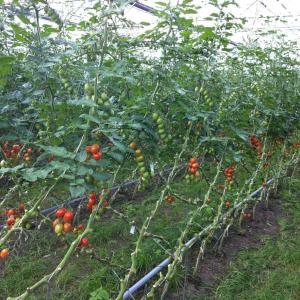 China Uv Additive Tomato Hanging Twine , Pp Tying Twine For Cucumber Musk Melon Banana wholesale
