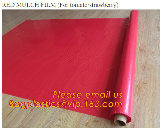 HOTICULTURAL MULCH FILM,AGRICULTURAL PE FILM,MARKET GARDENERS CLOCHE FILM,PE FILM FOR CORN,PLASTIC FILM COVER,TOMATO COV